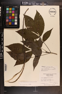 Carya carolinae-septentrionalis image