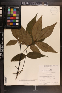 Carya carolinae-septentrionalis image