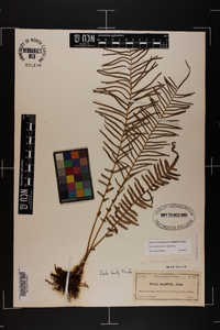 Pteris bahamensis image