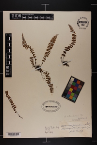 Asplenium heterochroum image