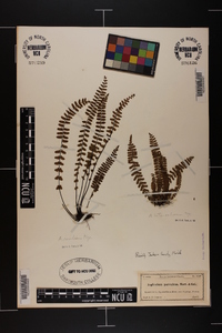 Asplenium heterochroum image