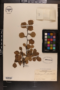 Crataegus tristis image