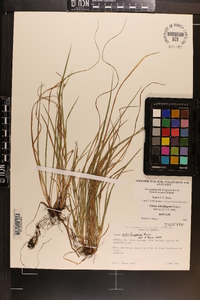 Carex calcifugens image