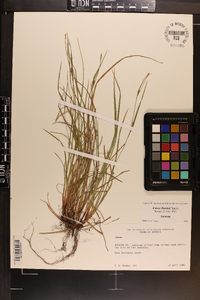 Carex thornei image