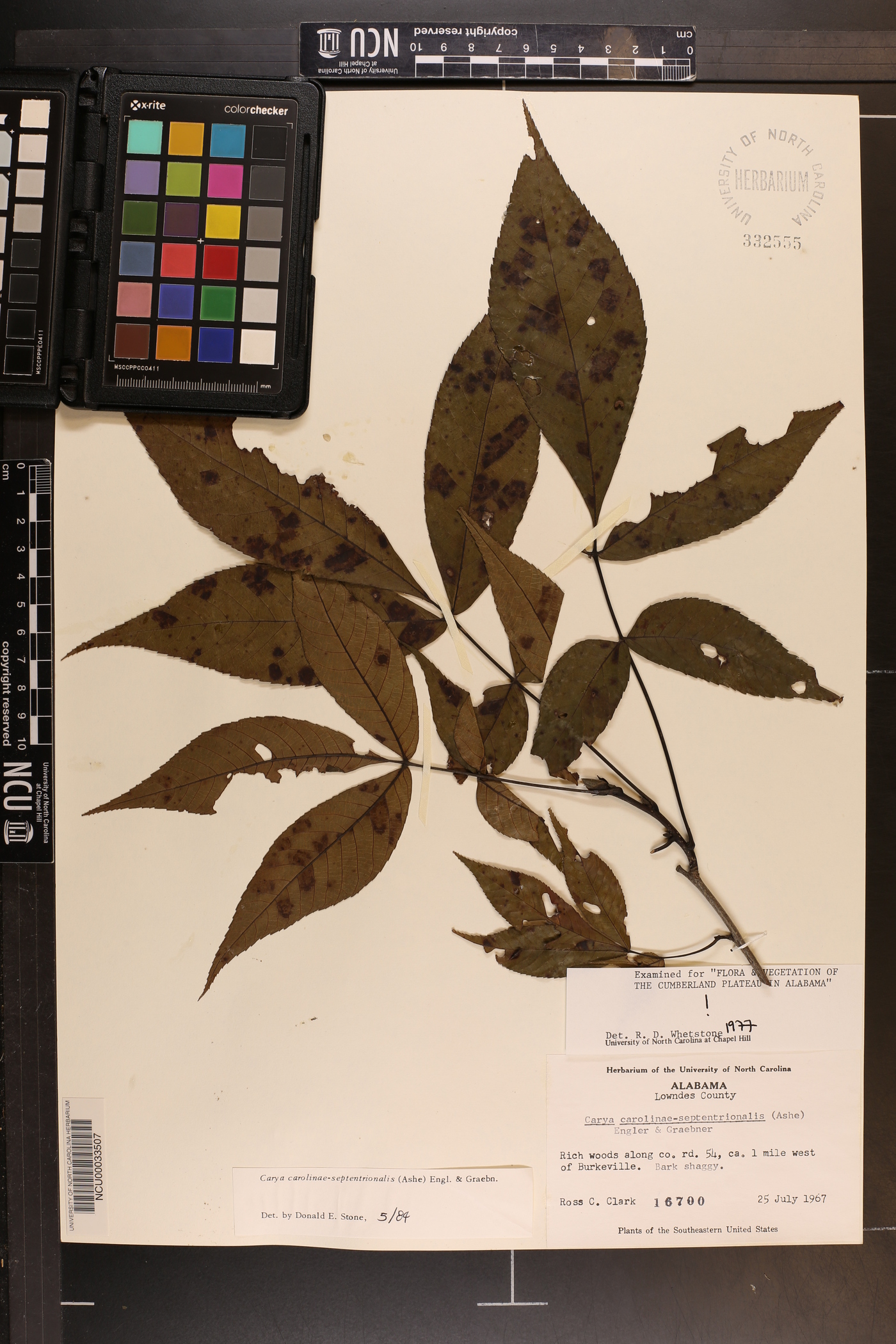 Carya carolinae-septentrionalis image