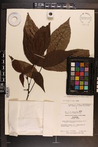 Carya carolinae-septentrionalis image