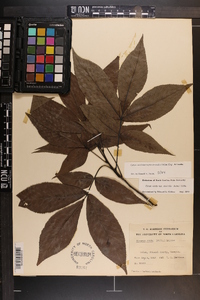 Carya carolinae-septentrionalis image