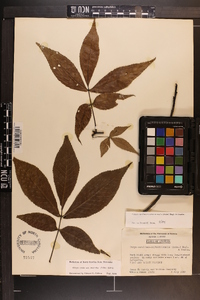 Carya carolinae-septentrionalis image