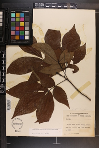 Carya carolinae-septentrionalis image