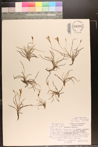 Tillandsia recurvata image