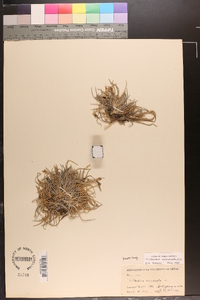 Tillandsia recurvata image