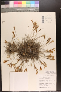 Tillandsia recurvata image