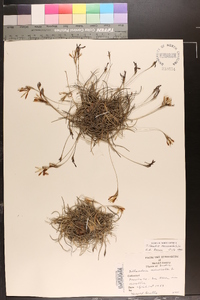 Tillandsia recurvata image