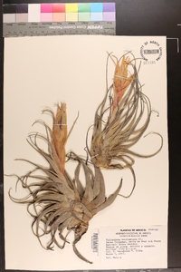 Tillandsia benthamiana image