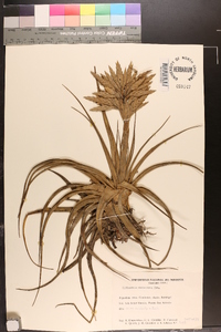 Tillandsia didisticha image