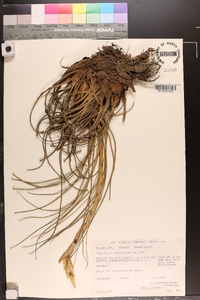 Tillandsia fasciculata image