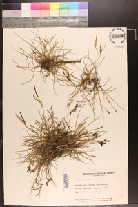 Tillandsia recurvata image