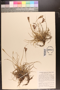 Tillandsia recurvata image