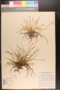 Tillandsia recurvata image