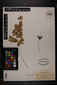 Adiantum capillus-veneris image