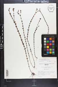 Hypericum denticulatum image