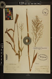 Dichanthelium scoparium image