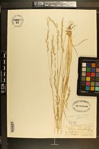 Sphenopholis intermedia image