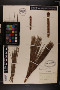 Pinus taeda image