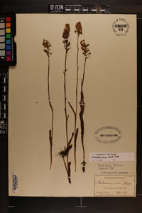 Platanthera nivea image