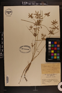 Cyperus diandrus image