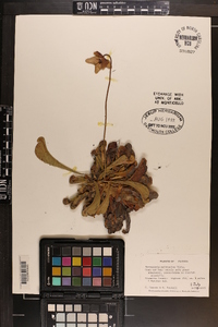 Sarracenia psittacina image