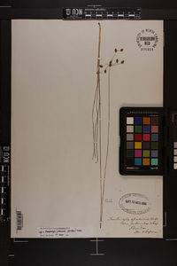 Fimbristylis puberula image