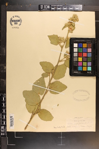 Sida cordifolia image