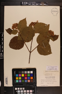 Viburnum dentatum var. deamii image