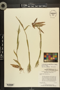 Dichanthelium erectifolium image