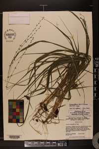 Chasmanthium sessiliflorum image