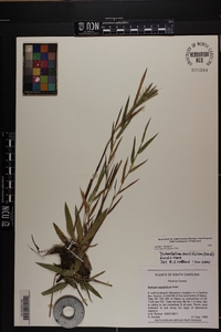 Dichanthelium erectifolium image