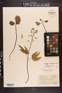 Cardamine diphylla image