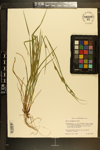 Carex corrugata image