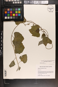 Ipomoea macrorhiza image