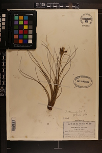 Tillandsia tenuifolia image