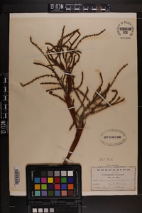 Serenoa serrulata image