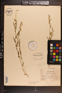 Asemeia grandiflora image