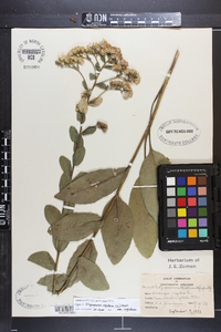 Solidago rigida image