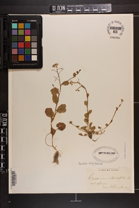 Cardamine rotundifolia image