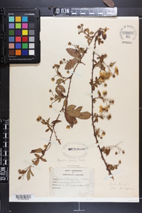 Rubus trivialis image