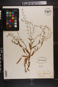 Myosotis laxa subsp. laxa image