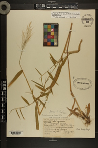 Dichanthelium polyanthes image