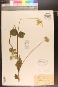 Silphium mohrii image