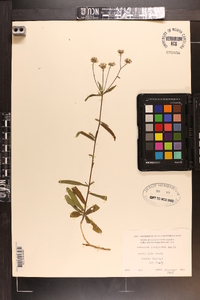 Vernonia blodgettii image